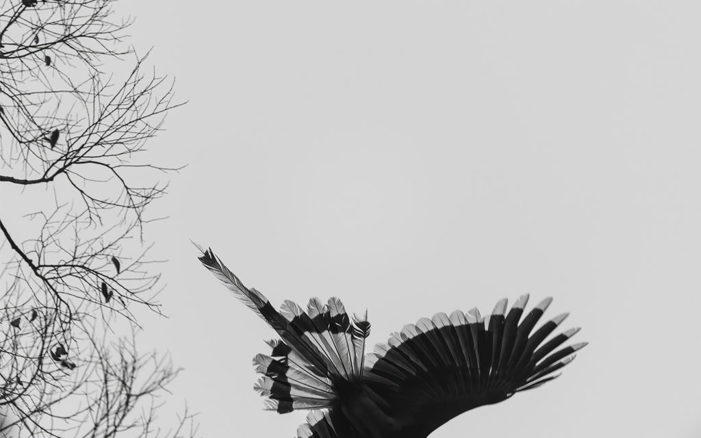 Long Central Tail Feathers