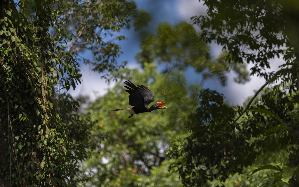 Buceros Rhinoceros Borneoensis