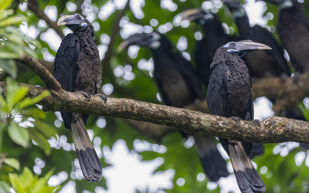 Bushy Crested Hornbill