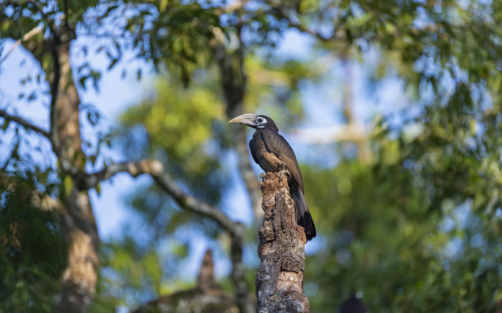 Young Bushy Crested Hornbill