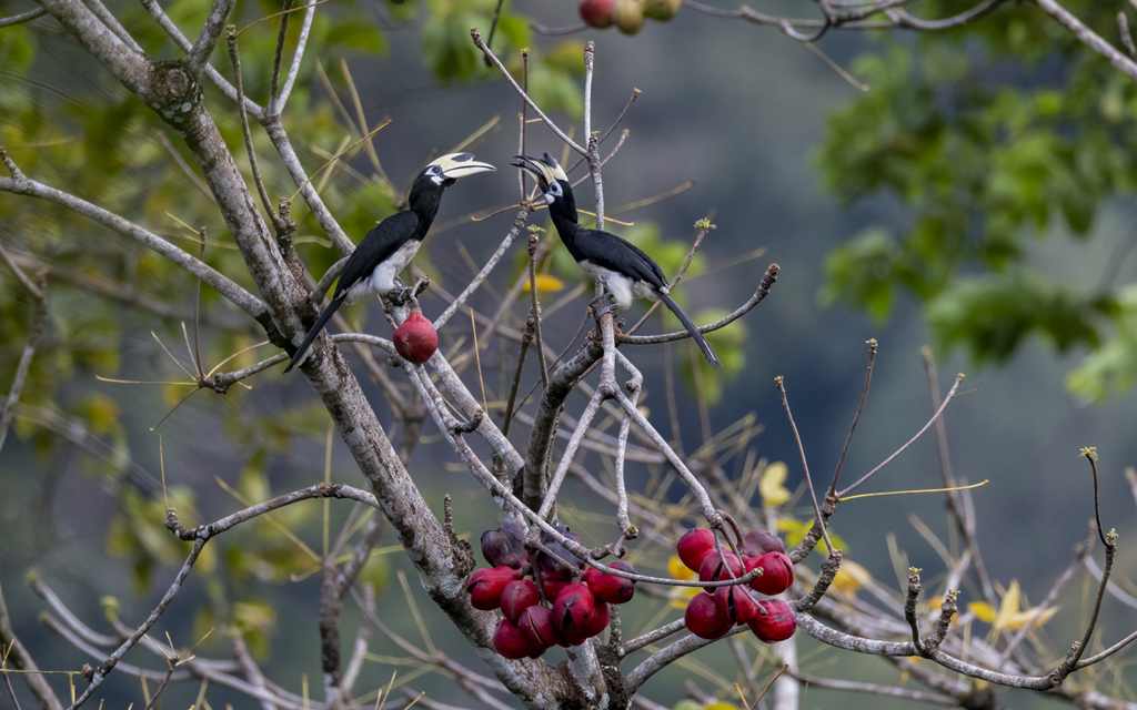 Courtship Feeding Between Hornbills