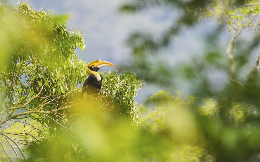 Female Great hornbill