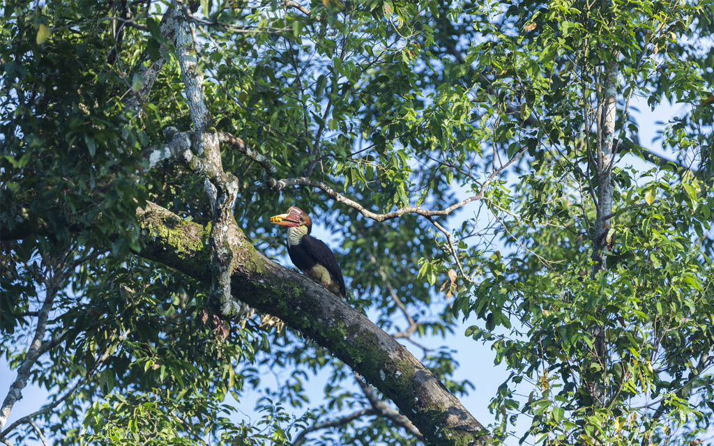 A Female Helmeted Hornbill