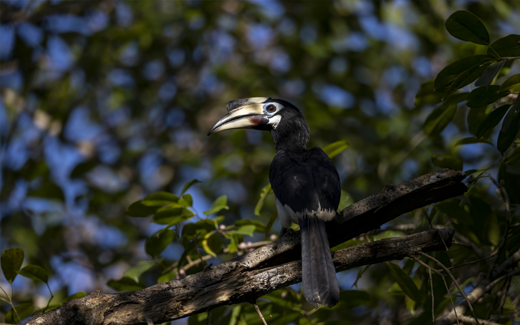 Female Oriental Pied Hornbill