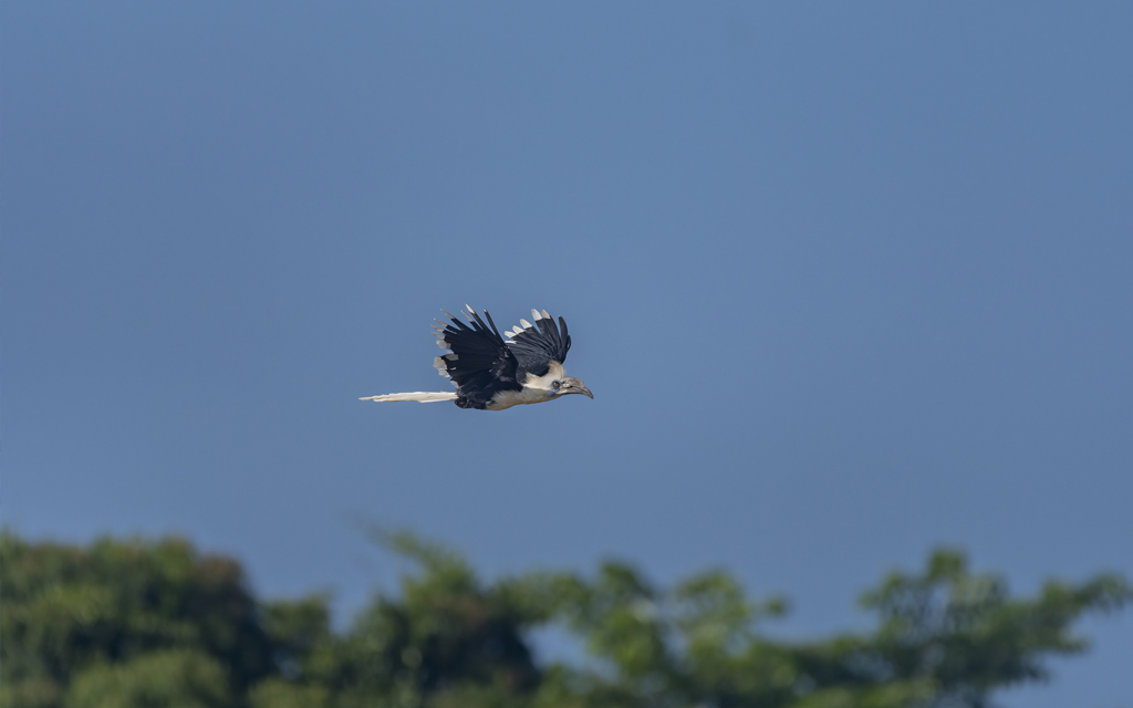 Male White Crowned Hornbill