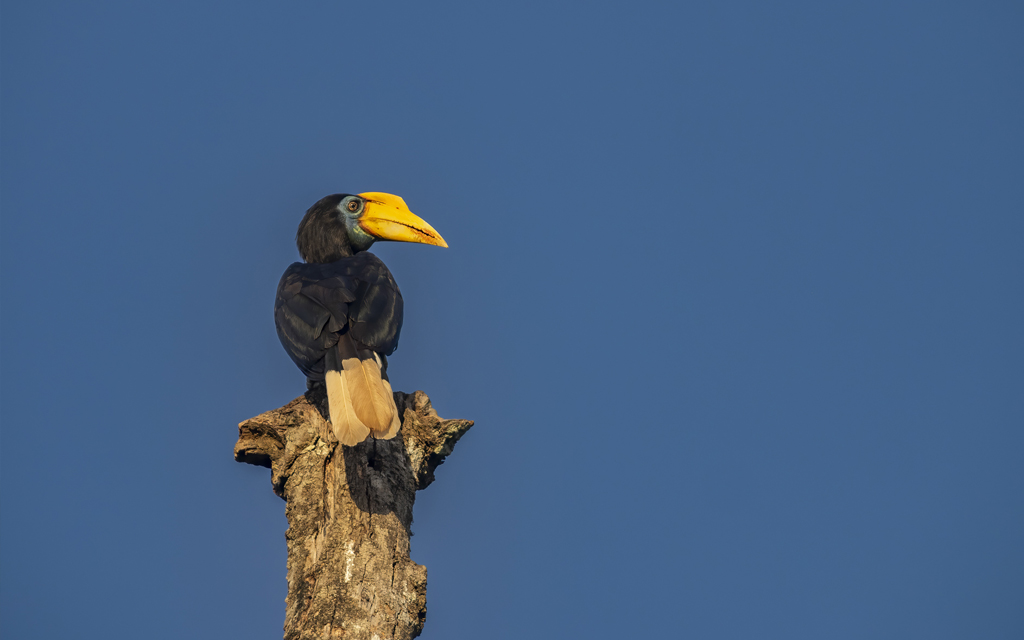 Female Wrinkled Hornbill