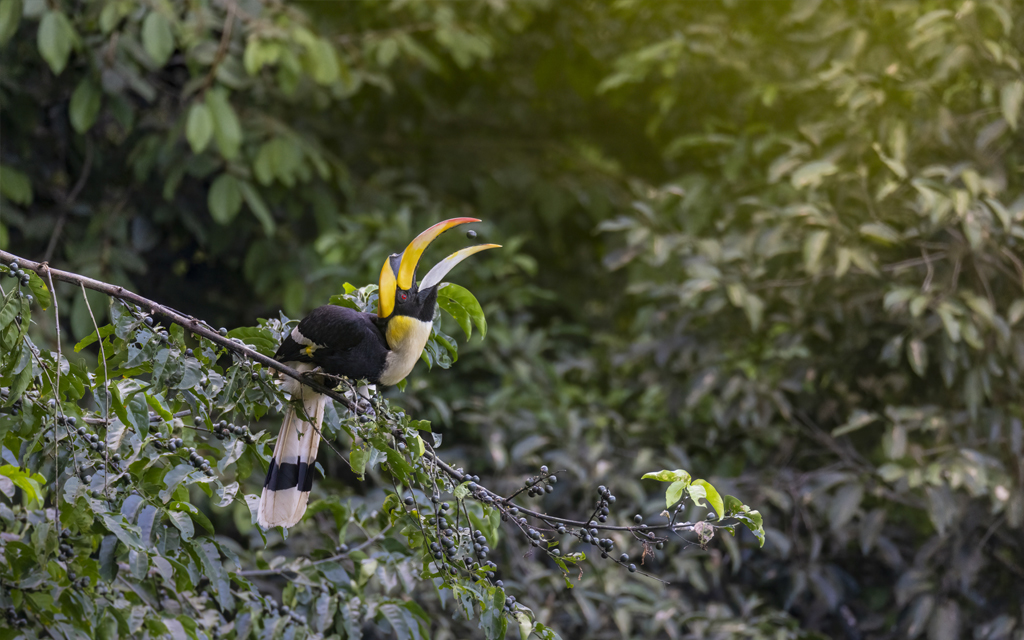 Hornbills Are Fig Specialists