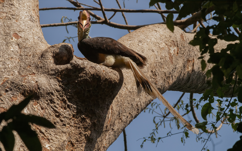 Helmeted Hornbill