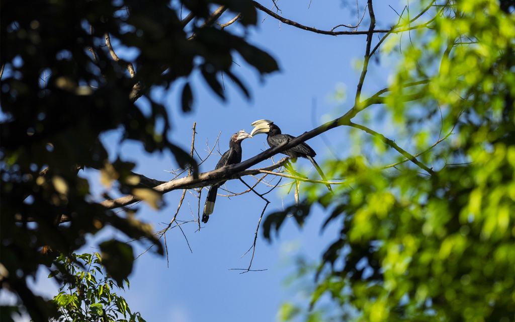 Hornbill Pairs