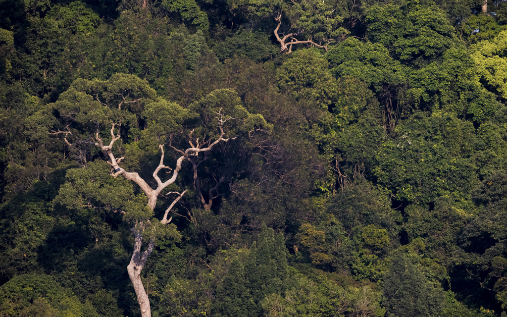 Into The Heart Of Malaysia’s Rainforest