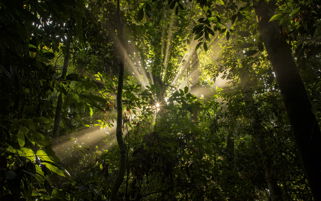 The Lush Green Rainforest