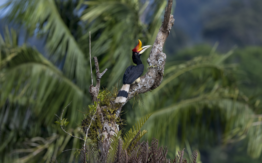 Saving Malaysia’s Iconic Birds