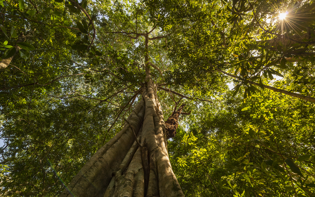 Malaysia’s Rainforests