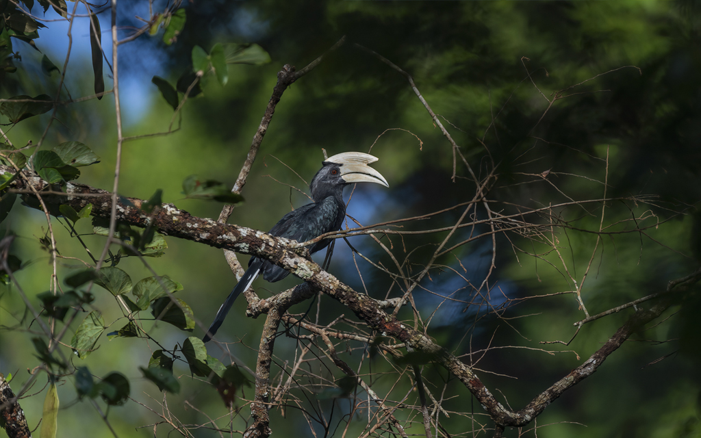 Male Black Hornbill