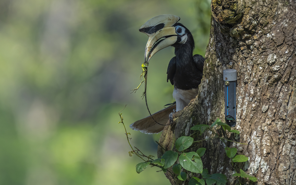 Male Oriental Pied Hornbill