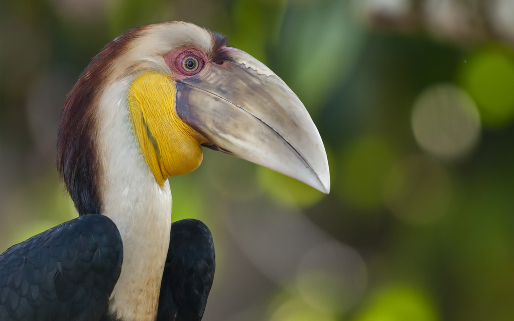 Young Male Wreathed Hornbill