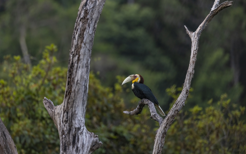 Adult Male Wreathed Hornbill