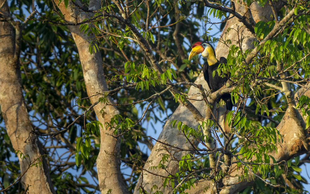 Male Wrinkled Hornbill