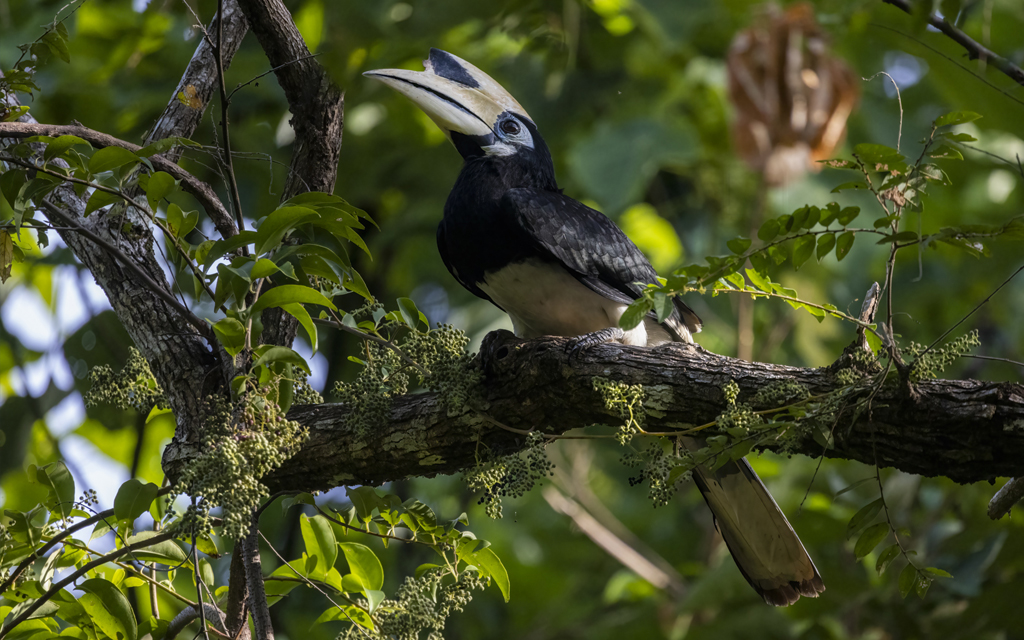 Male Oriental Pied Hornbill