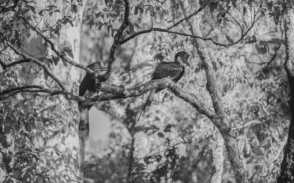 A Pair Of Helmeted Hornbills