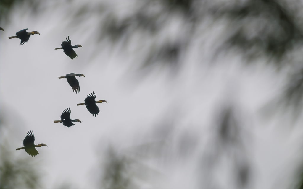 Plain-Pouched Hornbills