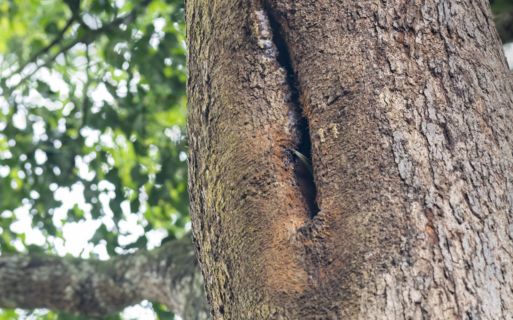 Rhinoceros Hornbill’s Beak Peers