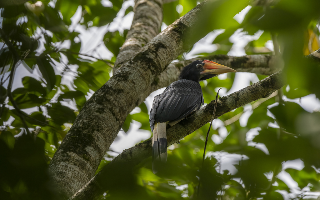 Rhinoceros Hornbill Fledgling