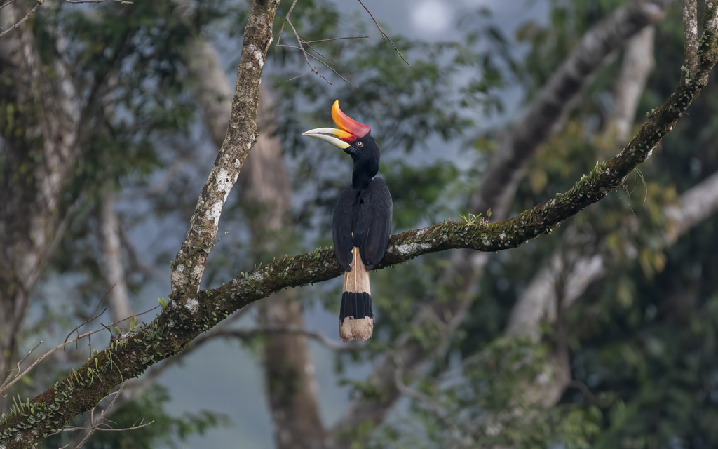 A Rhinoceros Hornbill