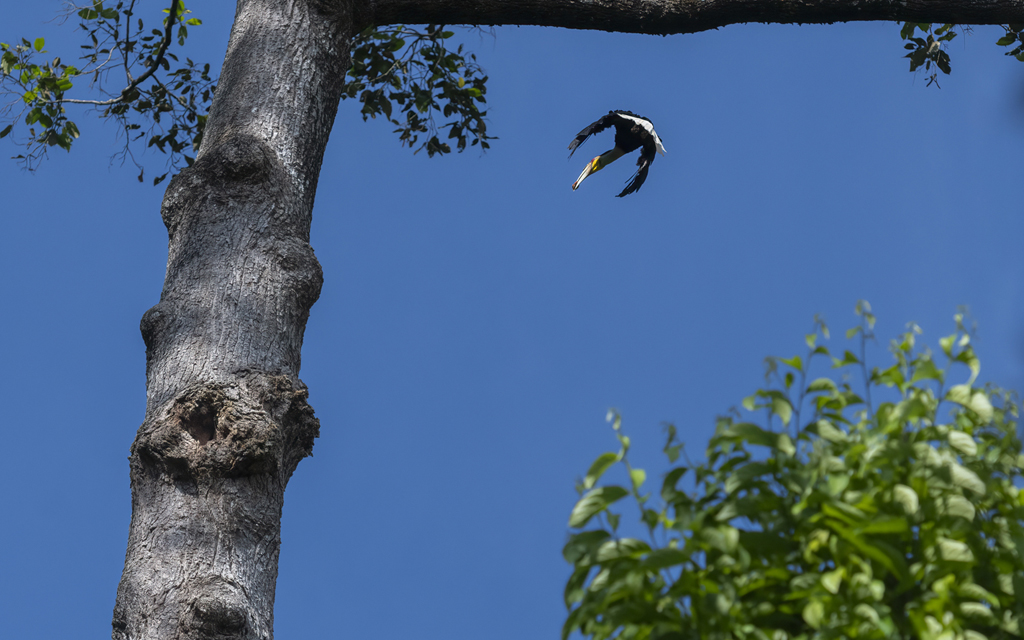 Male Wreathed Hornbill Returns To Its Nest