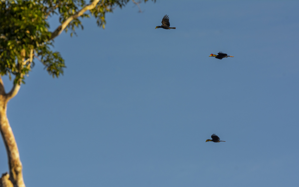 Wrinkled Hornbills Flying