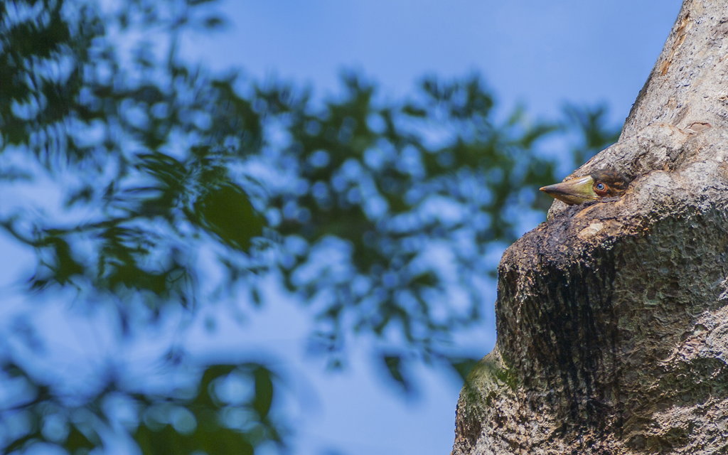 Young Helmeted Hornbill